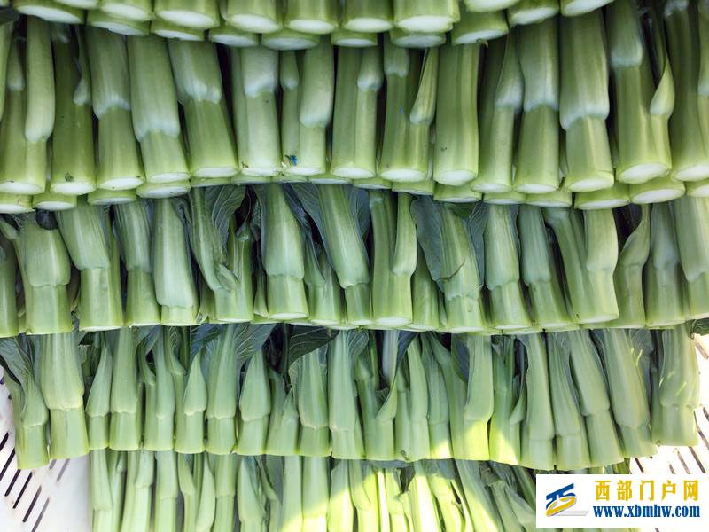 文山:“菜篮子”端上粤港澳“饭桌子”(图1) 文山:“菜篮子”端上粤港澳“饭桌子”(图1)