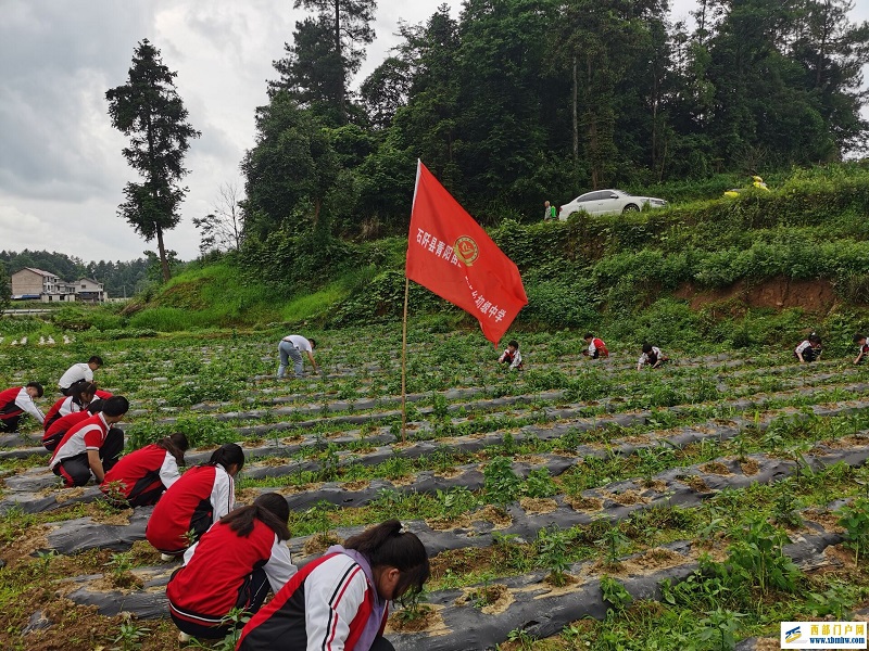 石阡县青阳乡初级中学开展劳动教育实践活动(图1) 除草1.jpg