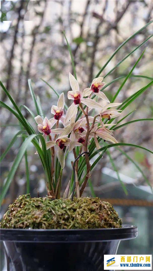 丽江红(图1) 丽江红(图1)