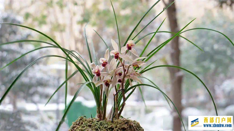 丽江红(图3) 丽江红(图3)