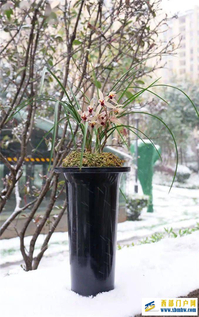 丽江红(图2) 丽江红(图2)