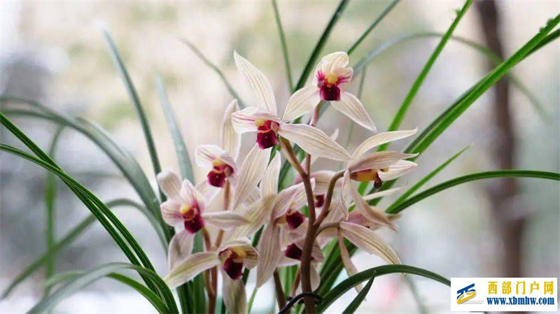 丽江红(图5) 丽江红(图5)