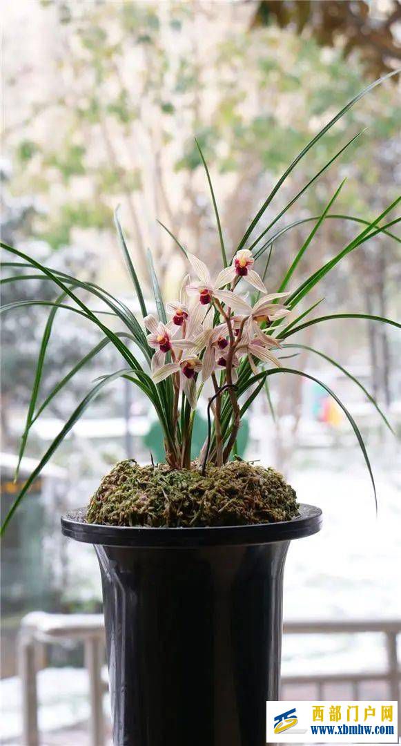 丽江红(图6) 丽江红(图6)