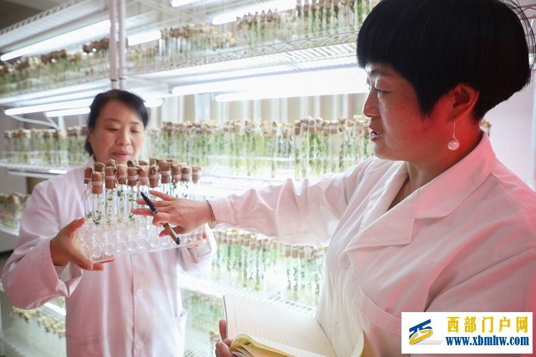 甘肃定西:奔富可期“薯”光无限(图1) 甘肃定西:奔富可期“薯”光无限(图1)