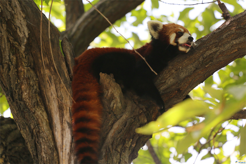秦岭野生动物园:西安持续高温大小熊猫花式解暑(图1) 秦岭野生动物园:西安持续高温大小熊猫花式解暑(图1)