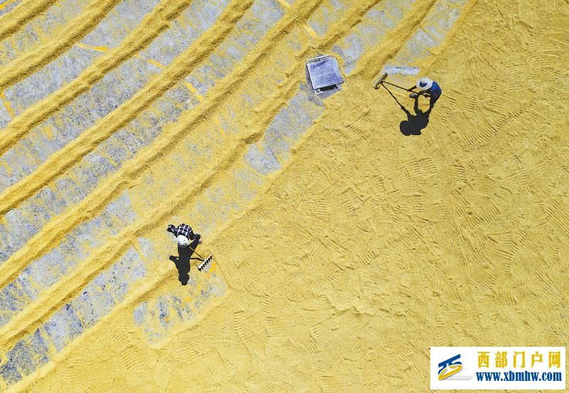 秋粮开镰好“丰”景 颗粒归仓抢农时(图7) 秋粮开镰好“丰”景 颗粒归仓抢农时「相关图片」