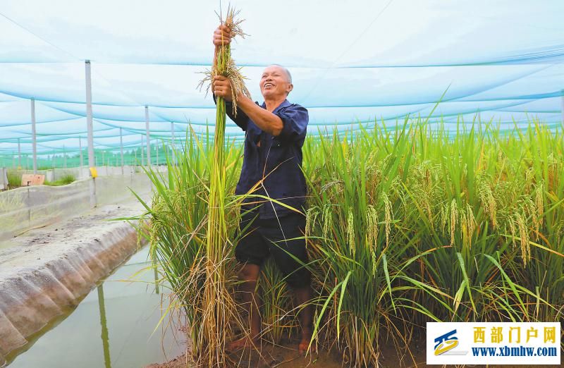 秋粮开镰好“丰”景 颗粒归仓抢农时(图8) 秋粮开镰好“丰”景 颗粒归仓抢农时「相关图片」