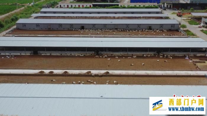 新疆巴州29万亩青贮玉米迎来收获季 为牲畜越冬备足“口粮”(图2) 新疆巴州29万亩青贮玉米迎来收获季 为牲畜越冬备足“口粮”(图2)