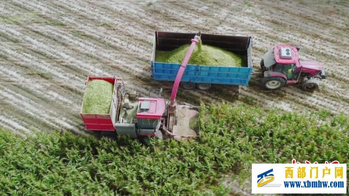 新疆巴州29万亩青贮玉米迎来收获季 为牲畜越冬备足“口粮”(图3) 新疆巴州29万亩青贮玉米迎来收获季 为牲畜越冬备足“口粮”(图3)