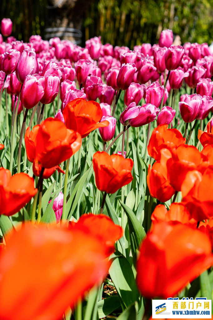 在昆明“郁”见春色浪漫(图8) 在昆明“郁”见春色浪漫(图8)