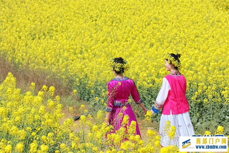 “赏花专列”开进云南罗平油菜花海(图2) “赏花专列”开进云南罗平油菜花海(图2)