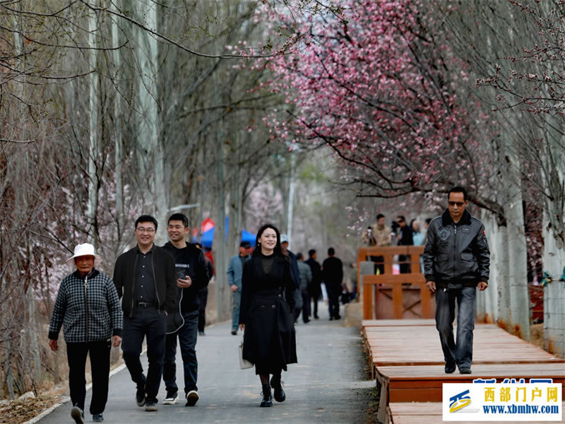 春有约 花不误 共赴拉面之乡的杏花之旅(图2) 春有约 花不误 共赴拉面之乡的杏花之旅(图2)