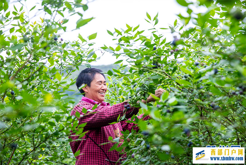重庆南川:小小蓝莓果 致富大产业(图3) 重庆南川:小小蓝莓果 致富大产业(图3)