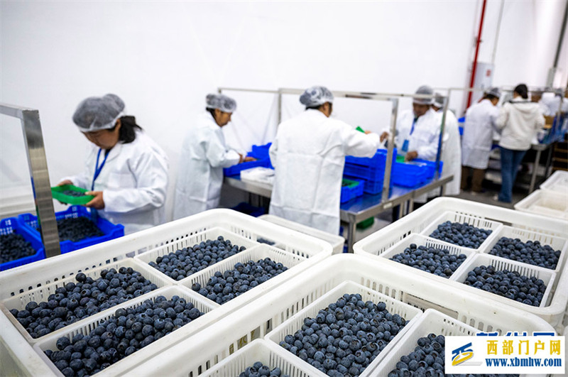 重庆南川:小小蓝莓果 致富大产业(图4) 重庆南川:小小蓝莓果 致富大产业(图4)