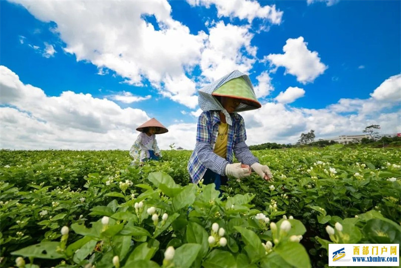 广西12个地理标志品牌入围中国区域品牌百强榜(图2) 广西12个地理标志品牌入围中国区域品牌百强榜(图2)