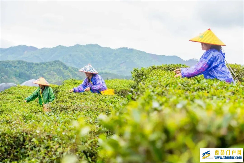 广西12个地理标志品牌入围中国区域品牌百强榜(图8) 广西12个地理标志品牌入围中国区域品牌百强榜(图8)