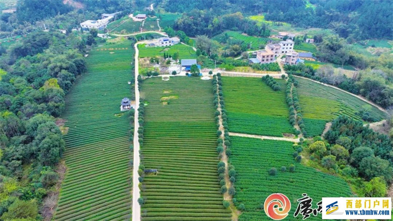 广西12个地理标志品牌入围中国区域品牌百强榜(图12) 广西12个地理标志品牌入围中国区域品牌百强榜(图12)