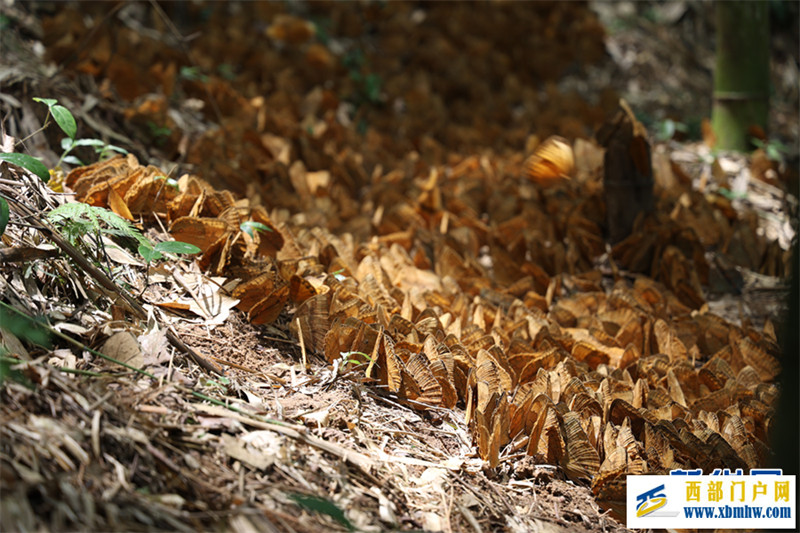 云南金平将迎来蝴蝶大爆发 预计爆发总数近亿只(图2) 云南金平将迎来蝴蝶大爆发 预计爆发总数近亿只(图2)