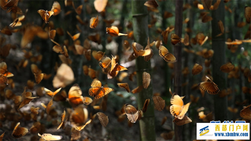 云南金平将迎来蝴蝶大爆发 预计爆发总数近亿只(图3) 云南金平将迎来蝴蝶大爆发 预计爆发总数近亿只(图3)