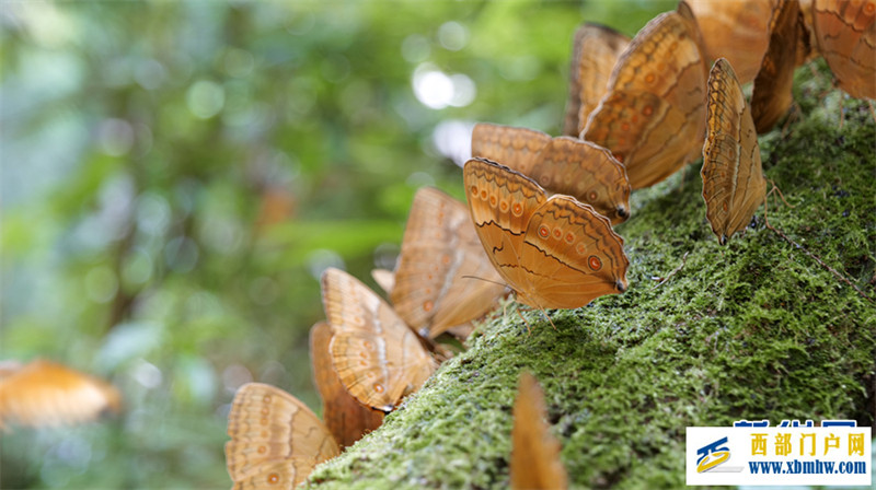 云南金平将迎来蝴蝶大爆发 预计爆发总数近亿只(图4) 云南金平将迎来蝴蝶大爆发 预计爆发总数近亿只(图4)