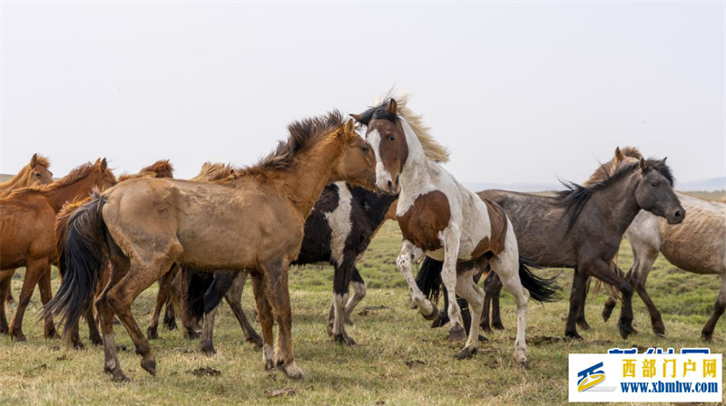 乌珠穆沁草原上演马文化盛宴(图2) 乌珠穆沁草原上演马文化盛宴(图2)
