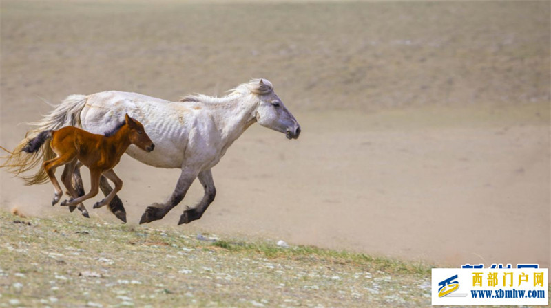 乌珠穆沁草原上演马文化盛宴(图4) 乌珠穆沁草原上演马文化盛宴(图4)