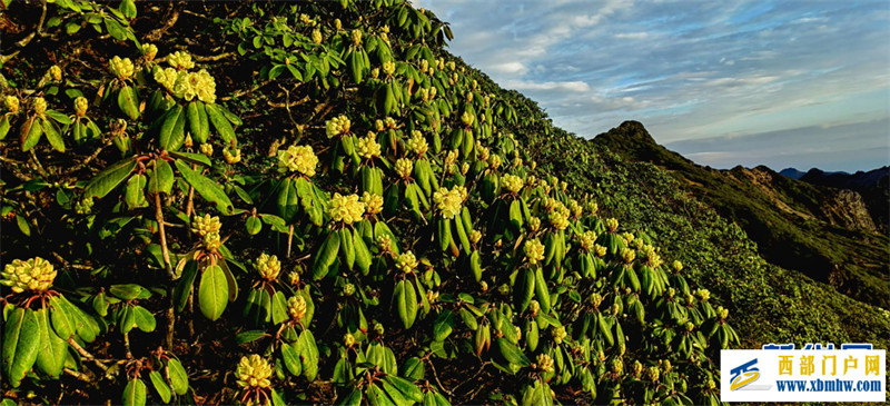 朝霞如锦杜鹃花作伴 共赏大理苍山顶峰美景(图3) 朝霞如锦杜鹃花作伴 共赏大理苍山顶峰美景(图3)