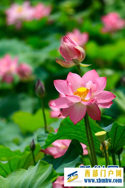 云南安宁:荷花盛开扮靓乡村(图4) 云南安宁:荷花盛开扮靓乡村(图4)