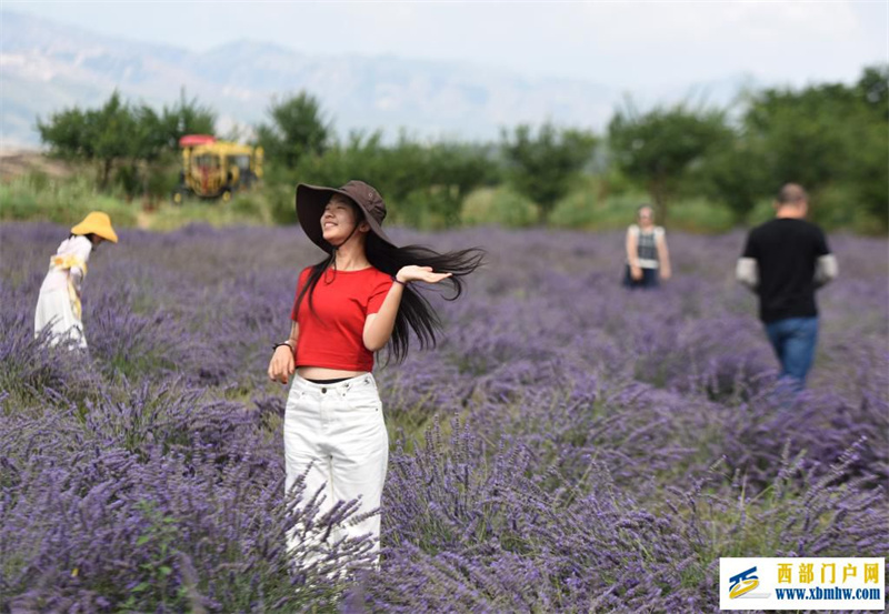 新疆霍城:薰衣草做成大产业(图1) 新疆霍城:薰衣草做成大产业(图1)