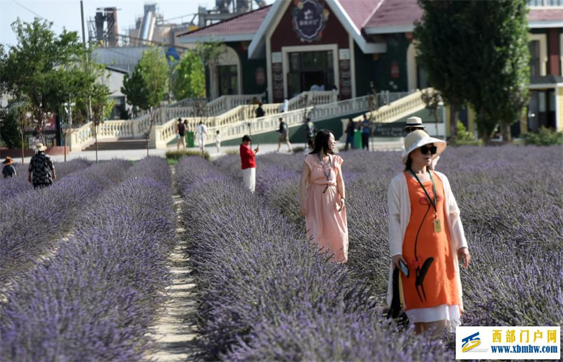 新疆霍城:薰衣草做成大产业(图10) 新疆霍城:薰衣草做成大产业(图10)