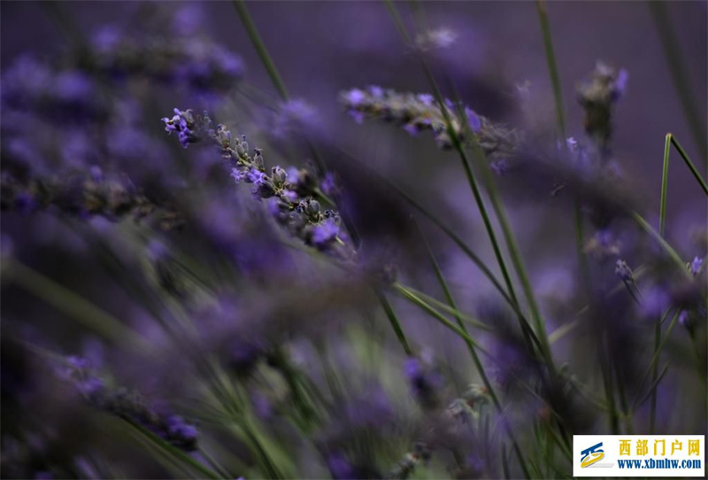 新疆霍城:薰衣草做成大产业(图13) 新疆霍城:薰衣草做成大产业(图13)