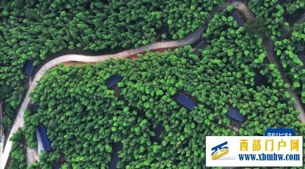 AI赋能 贵州乡村农业有“智”更有“质”(图1) AI赋能 贵州乡村农业有“智”更有“质”(图1)