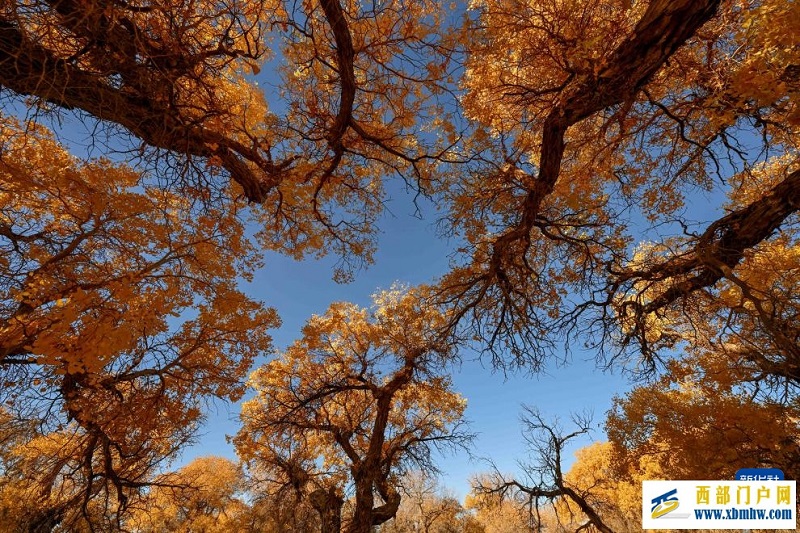 额济纳:金秋胡杨别样美(图3) 额济纳:金秋胡杨别样美(图3)