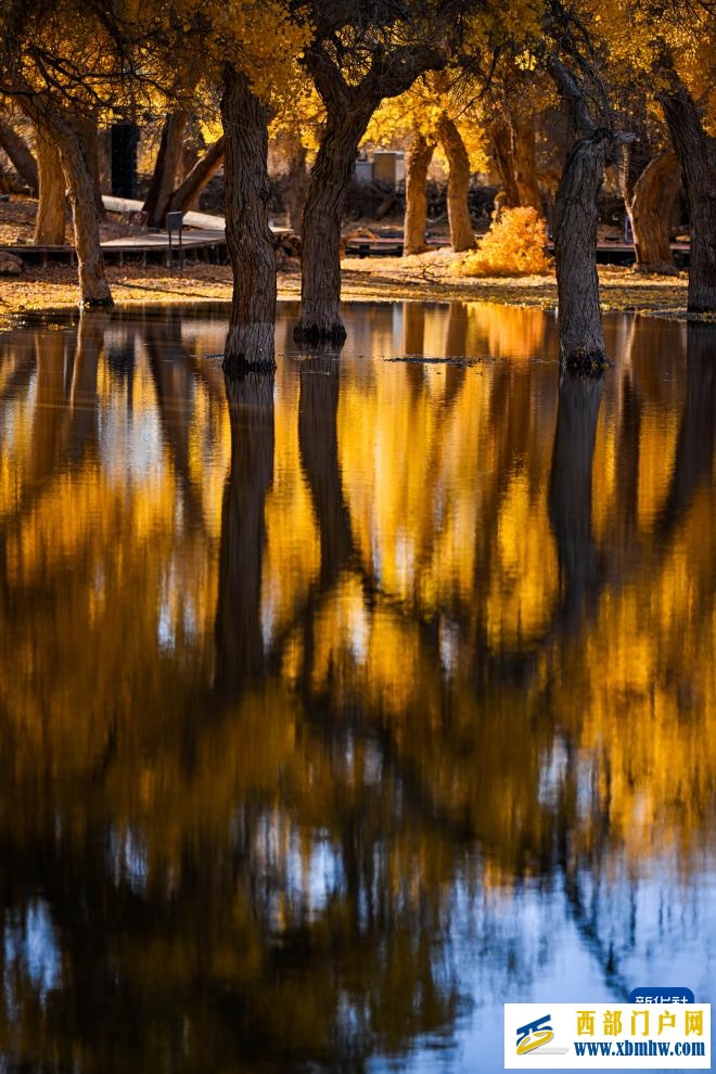 额济纳:金秋胡杨别样美(图5) 额济纳:金秋胡杨别样美(图5)
