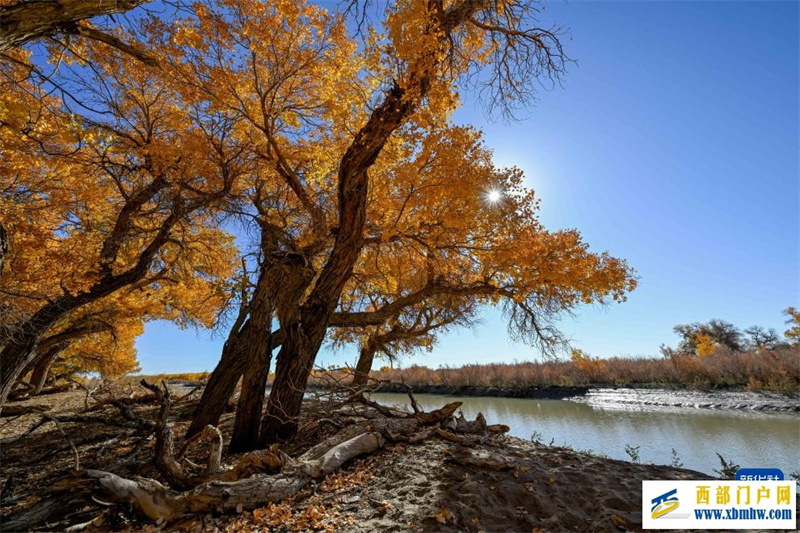 额济纳:金秋胡杨别样美(图8) 额济纳:金秋胡杨别样美(图8)