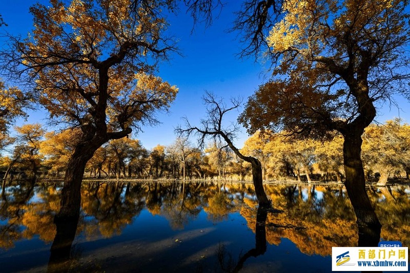 额济纳:金秋胡杨别样美(图9) 额济纳:金秋胡杨别样美(图9)