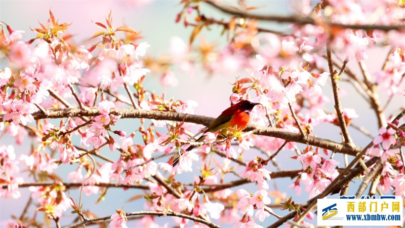 云南施甸:冬樱绽放美如画(图1) 云南施甸:冬樱绽放美如画(图1)