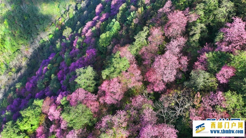 云南施甸:冬樱绽放美如画(图5) 云南施甸:冬樱绽放美如画(图5)