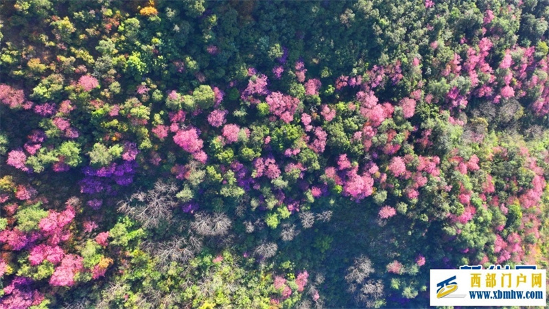 云南施甸:冬樱绽放美如画(图7) 云南施甸:冬樱绽放美如画(图7)