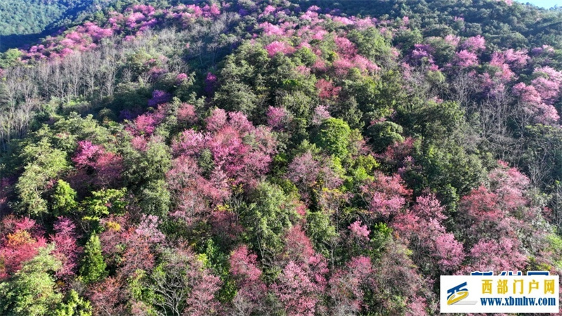 云南施甸:冬樱绽放美如画(图8) 云南施甸:冬樱绽放美如画(图8)