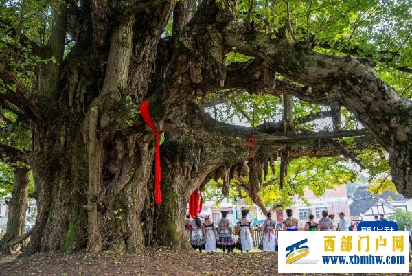 贵州为13.75万株古树名木统一买保险(图1)