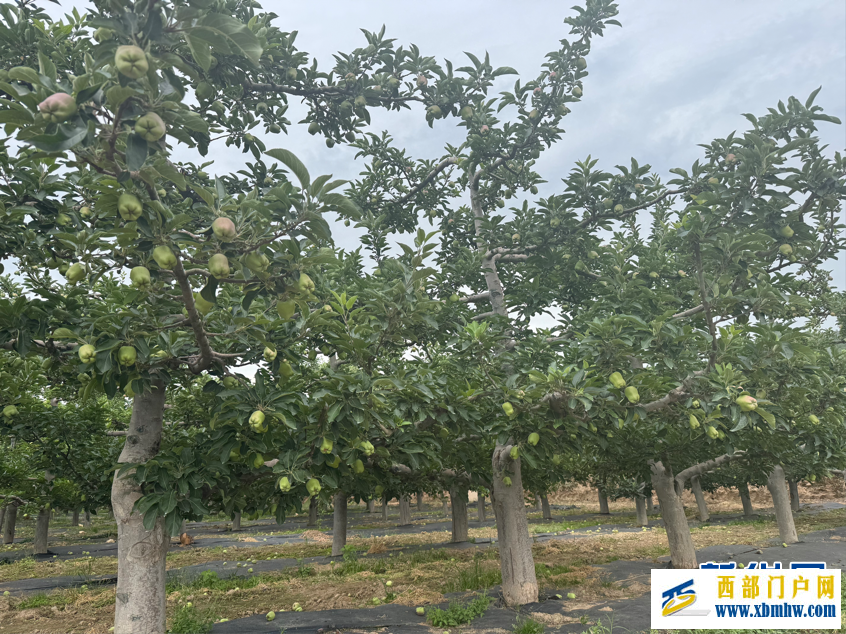 甘肃天水：昔日荒坡种“金果”(图1)