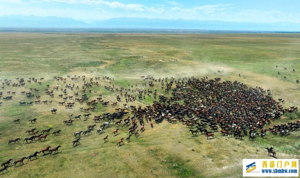 盛夏时节 在新疆昭苏领略万马奔腾(图1) 盛夏时节 在新疆昭苏领略万马奔腾(图1)