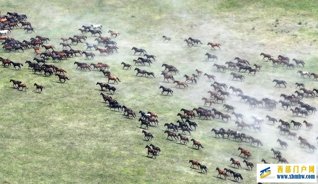 盛夏时节 在新疆昭苏领略万马奔腾(图2) 盛夏时节 在新疆昭苏领略万马奔腾(图2)