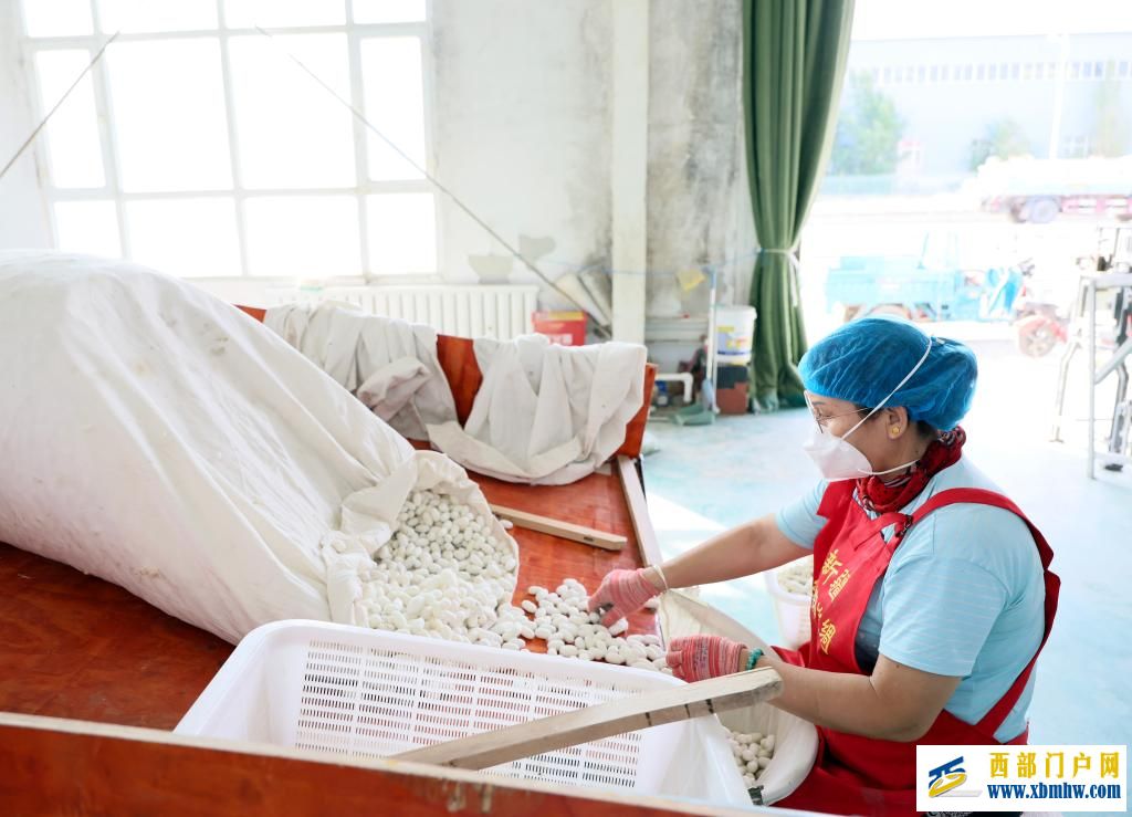 新疆乌苏：桑蚕茧产业拓宽乡村振兴新“丝”路(图1)