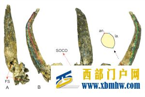 云南发现600万年前牛族新物种(图1)
