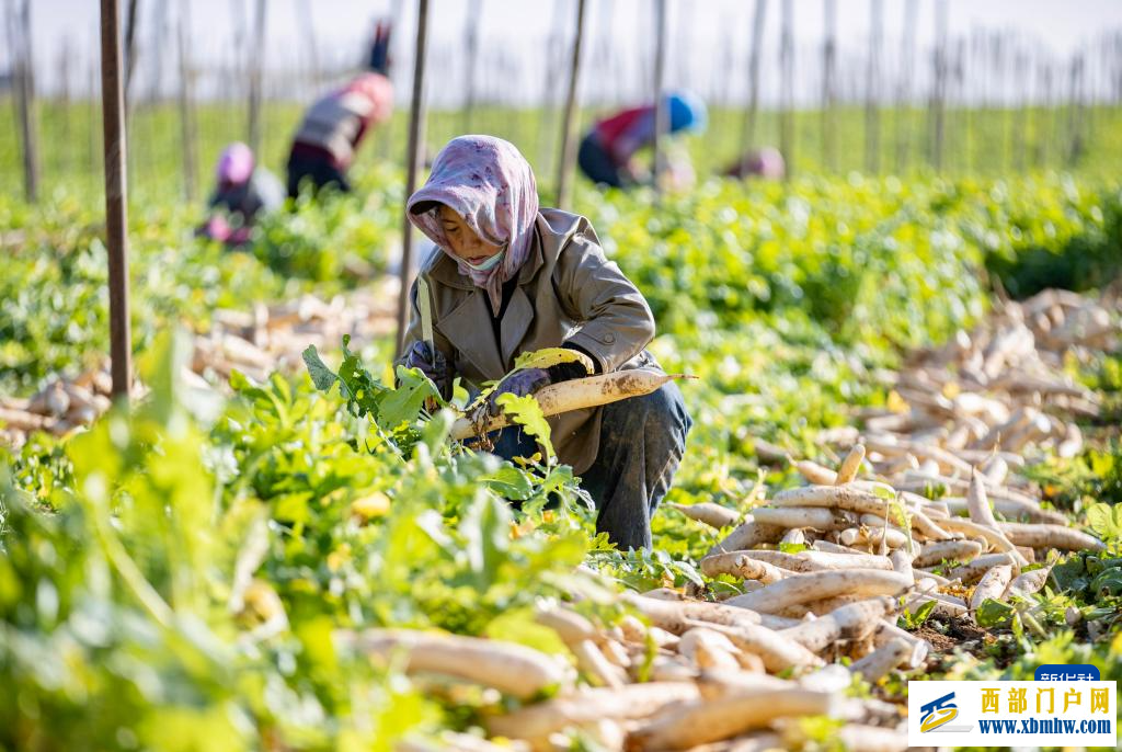宁夏红寺堡萝卜丰收(图4)