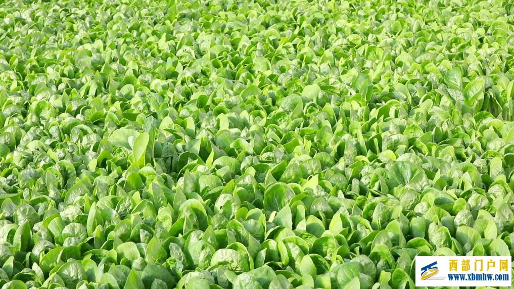 甘肃定西：科技赋能 全年鲜蔬“不断档”(图2)