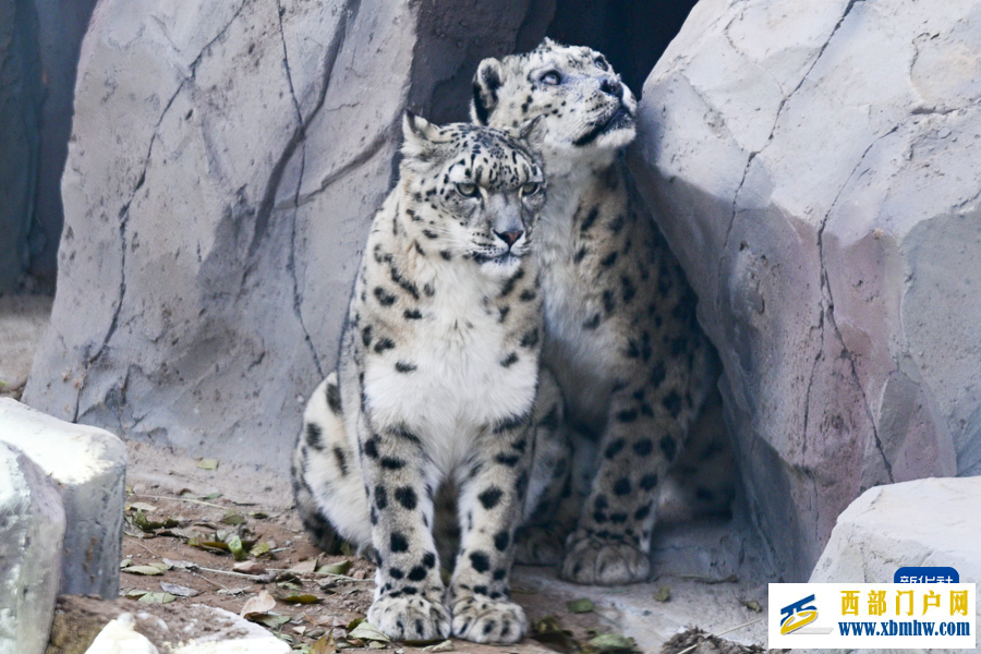 西宁野生动物园豹馆焕新改造完成(图7)