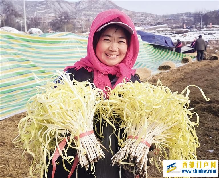 兰州西固区张家大坪种植户收获金色希望(图1)